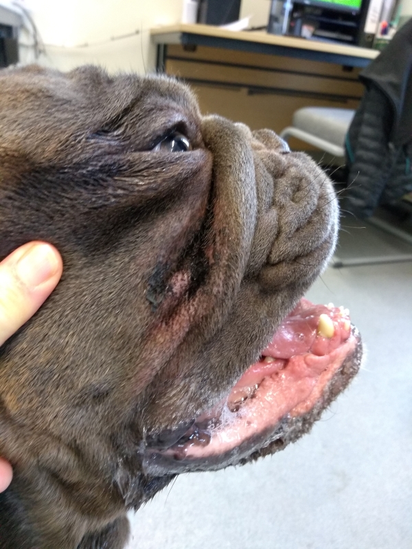 Bulldog sales eczema treatment